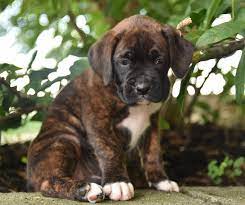 Pin By Shannon Daniels On Boxer Boxer Puppies Boxer Puppies For Sale Boxer Dogs