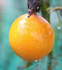 Image result for Passiflora ligularis