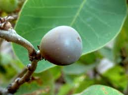 Image result for Bridelia mollis