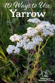 We offer the best cannabis flower in denver, co to medicinal, recreational and wholesale users! 10 Ways To Use Yarrow Homespun Seasonal Living