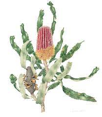 Annie Hughes Banksia Banksia Menziesii Watercolour On Arches Paper 22 1 8 X 17 3 4ins 56 X 45 Botanical Watercolor Botanical Painting Botanical Drawings