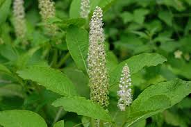 Image result for Phytolacca