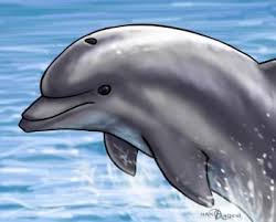 How To Draw A Jumping Dolphin Step By Step Sea Animals Animals Free Online Drawing Tutorial Added By Makangen Dolphin Painting Dolphin Drawing Dolphin Art