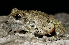 Gray tree frogs can be found in the canadian provinces of ontario, manitoba, and new brunswick. Cope 39 S Gray Tree Frog Frog Toad Species Of The Hampton Roads Area Inaturalist