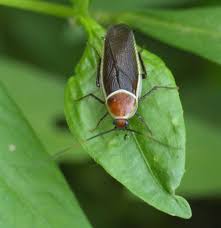 Image result for Pseudopod Ospermum