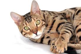 Looking for the perfect name for your blue eyed cat? Bengal Cat Names Cute Cool Popular Exotic Names For Bengal Cats