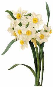 La Bande Des Faineantes Vintage Printable Flowers Daffodils Vintage Botanical Prints Flower Illustration Botanical Prints