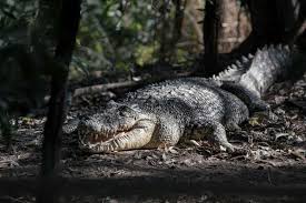 A crocodile killed an indonesian man — so his village slaughtered nearly 300 crocodiles. Northern Territory Crocodile Industry Worth Over 100m Quadruple Previous Estimates Abc News Australian Broadcasting Corporation
