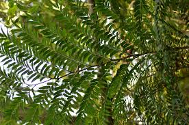 Image result for Ptisana