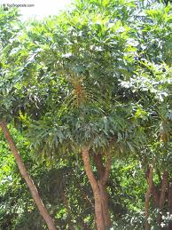 Image result for Cussonia zimmermannii