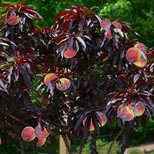 This ornamental bonfire patio peach tree offers a striking, dynamic color appeal to your yard or patio! Crimson Bonfire Red Leaf Patio Peach Tree Amazing Red Leaved Fruiting Peach