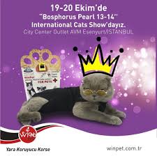 19 20 Ekim De Istanbul Esenyurt City Center Outlet Avm De Duzenlenecek Uluslararasi Kedi Guzellik Yarismasi Bosphorus Pearl Kedi Guzellik Yarismasi Istanbul