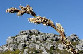 Image result for Tetraria