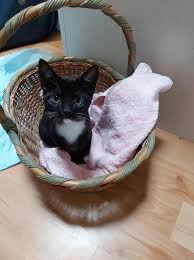 Check spelling or type a new query. Save A Kitty Sa Meeko Is Saying Please Please Why Has Facebook