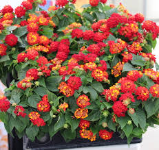 It was released as a single in june. Lantana Hot Blooded Red Greenhouse Product News