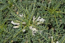 Image result for Astragalus