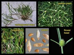 Image result for Kyllinga