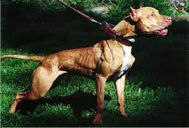Why buy a dachshund puppy for sale if you can adopt and save a life? 100 Game Dog Home Facebook