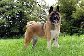 There are two separate varieties of akita: American Amerikanischer Akita Akita Welpen Lohra Of Blackamerican