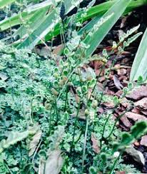 Image result for Bolbitis gemmifera