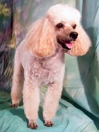 A delightful peanut butter candy with nuts and coconut, all dipped in the original recipe called for dipping them in chocolate or butterscotch. Poodledoodle Com Domain For Sale Website For Sale Selling Domain Selling Website Buy Poodledoodle Com