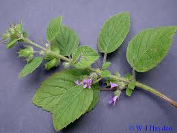 Image result for Hyptis