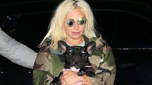 Stefani joanne angelina germanotta), род. Lady Gaga Offer 500 000 Reward To Anybody Wey Return Her French Bulldogs Koji And Gustav Wey Gunman Tiff Afta Dem Shoot Her Dog Walker Bbc News Pidgin