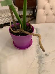 What are these root things in a plant?