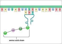 Thus, a nucleotide sequence in the dna specifies a protein provided that a messenger rna molecule is produced from that dna sequence. This Diagram Shows The Process Of Translation Which Statement Is Correct A The Molecule Of Trna Brainly Com