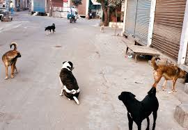 Under pennsylvania law, cruelty to animals includes: Animals Too Have The Right To Live Without Pain