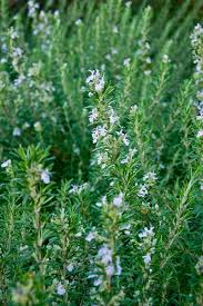 Check spelling or type a new query. How To Grow Rosemary In The Home Herb Garden Gardener S Path