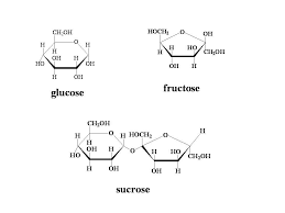 Simple Sugars Fructose Glucose And Sucrose Molecules Simple Sugars Molecule Tattoo