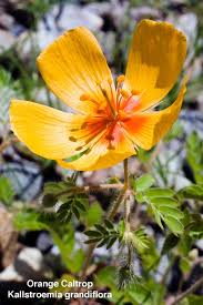 Image result for Hippocratea parviflora