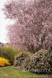 Image result for Buchnera usuiensis