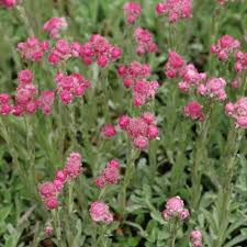 Check spelling or type a new query. Plant Identification Red And Pink Flowers