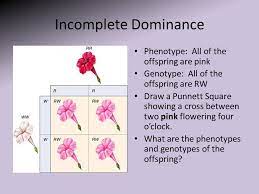 Mendel S Genetics Mendel S Research Provided The Groundwork For Our Understanding Of Inheritance Of Traits Ppt Download