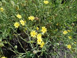 Image result for paprskovka obrázek