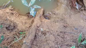 Mancing belut sawah di samarinda lubang lama ada penghuninya lagi. Mancing Belut Super Besar Ada Anaknya Youtube