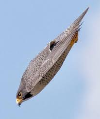 Thomas Frey Csp On Twitter Birds Of Prey Beautiful Birds Nature Animals