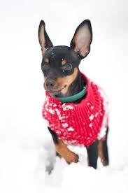 Don't miss what's happening in your neighborhood. Min Pin Puppy For Adoption Http Milwaukee Craigslist Org Pet 3844871920 Html Mini Pinscher Cute Puppy Pictures Miniature Pinscher