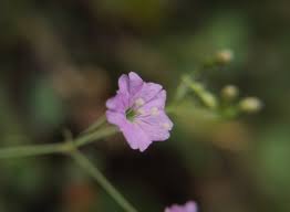 Image result for Commicarpus