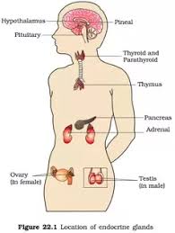 What Are The Glands Present In Human Body Quora