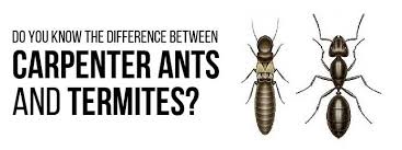 Pesticidal dust materials both flush out hidden ant nests and remove the carpenter ants. Differentiating Carpenter Ants From Termites