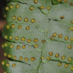 Image result for Arthropteris palisotii