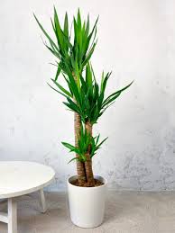 Image result for yucca gigantea en casa