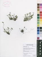 Image result for Marsilea apposita