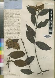 Image result for Sherbournia bignoniiflora