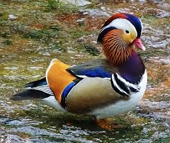 We inform you that we use cookies in order to give you a better browsing experience on this website. Wild Mandarin Ducks In Germany