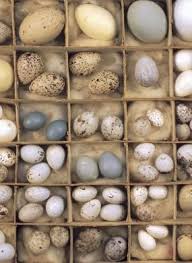 Pin By Lori Myers Zolman On Birds Nests Cages And Eggs Bird Eggs Eggs Bird