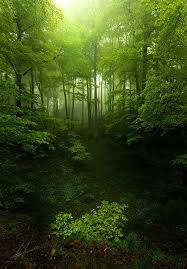 Forestland Enchanted Forest Nature Beautiful Nature